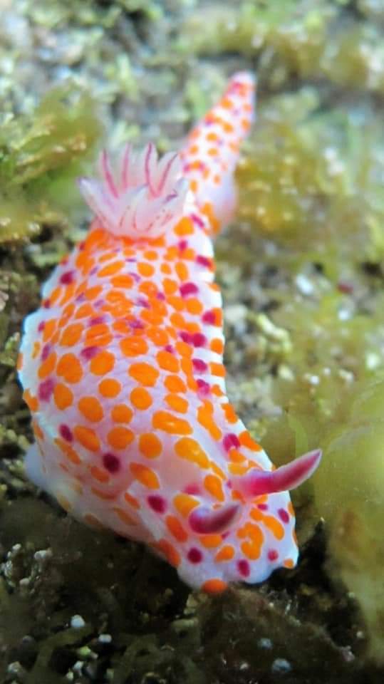 sea ​​rabbit❤❤❤