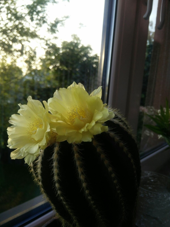 Cactus
