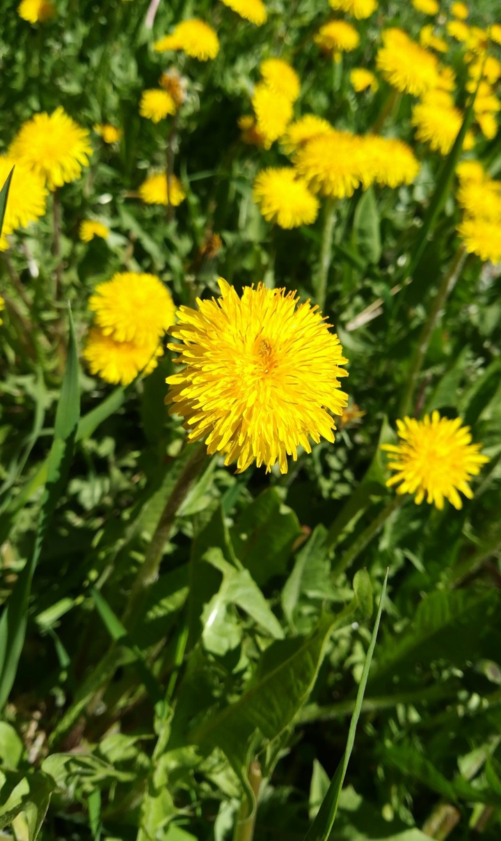Dandelion