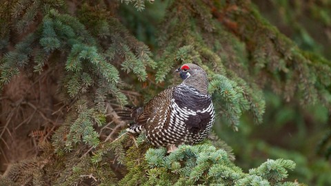 sfondi grouse, galliformes