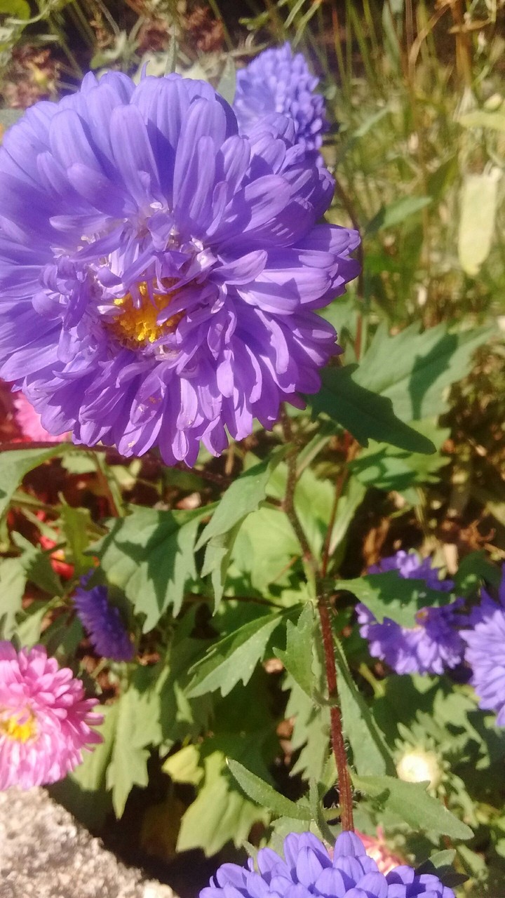flower