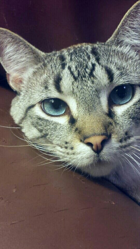 Murphy