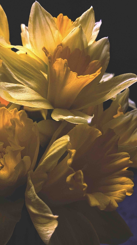 daffodils