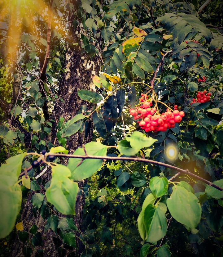 nature