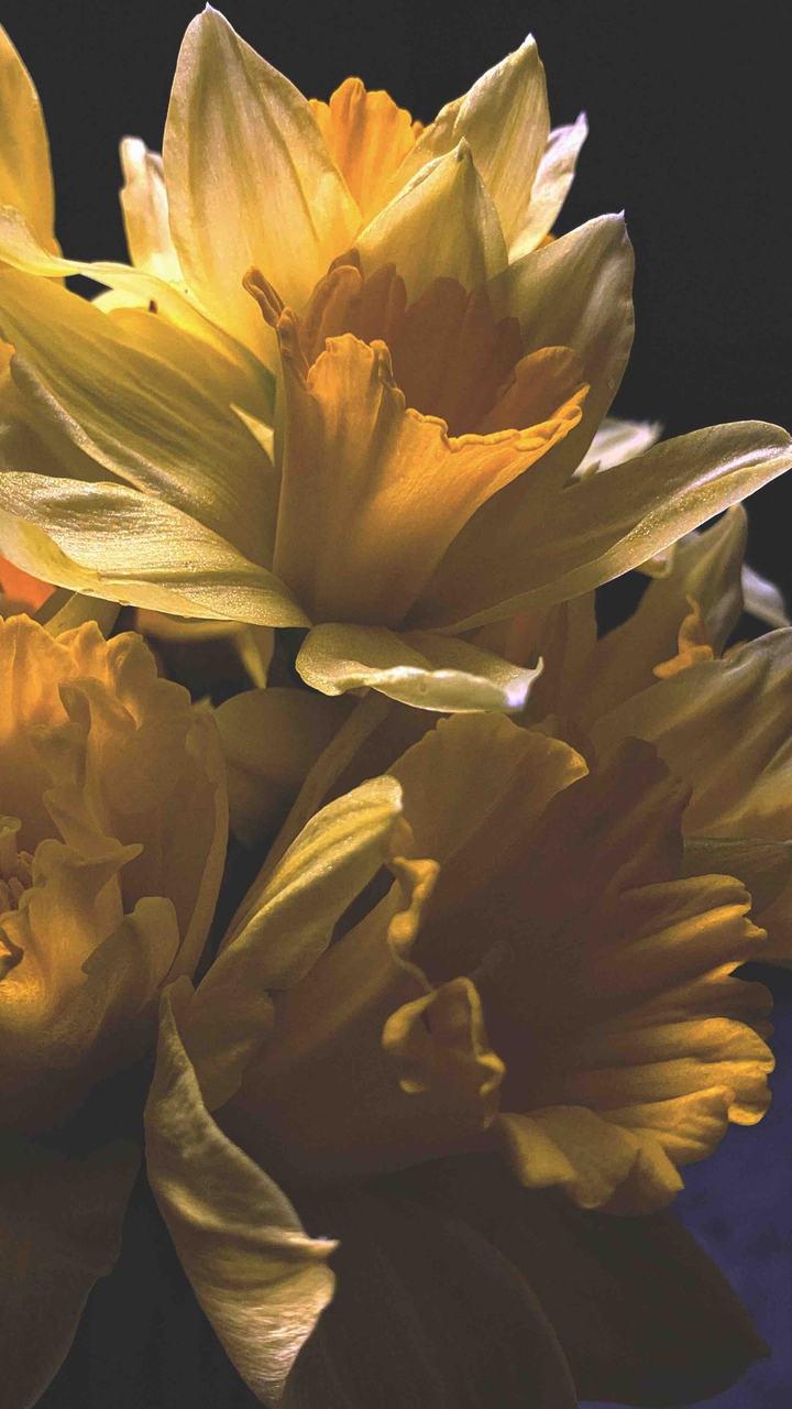 daffodils