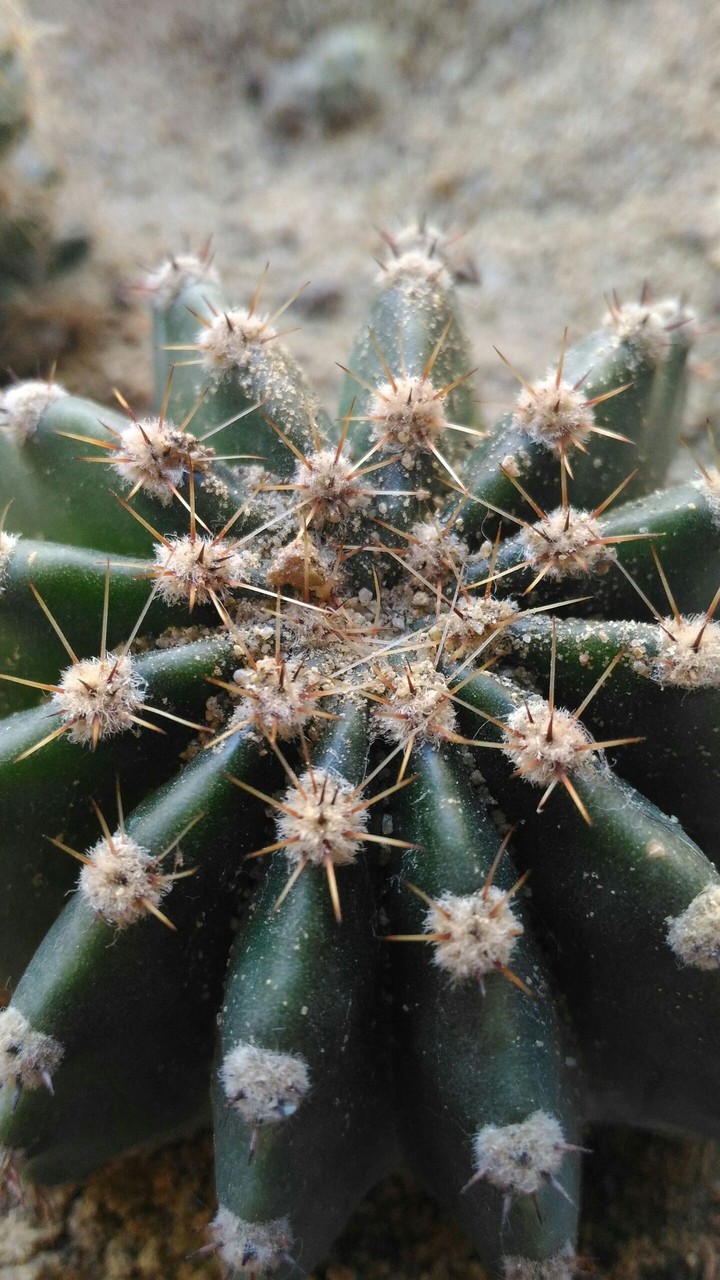 cactus
