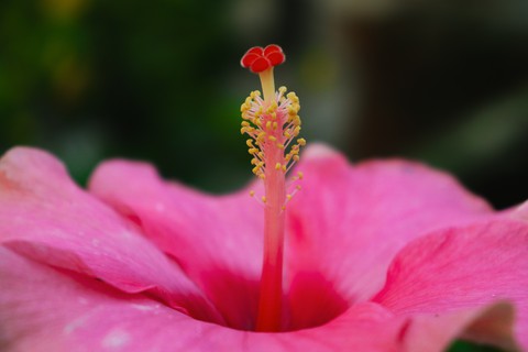 Hibiscus