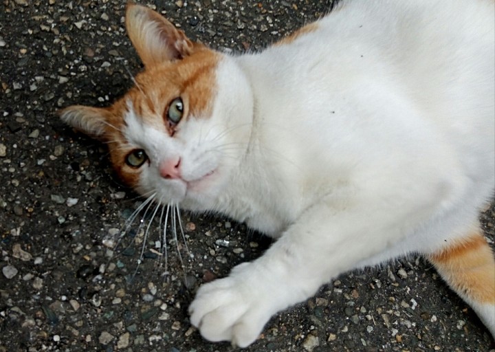 cat
