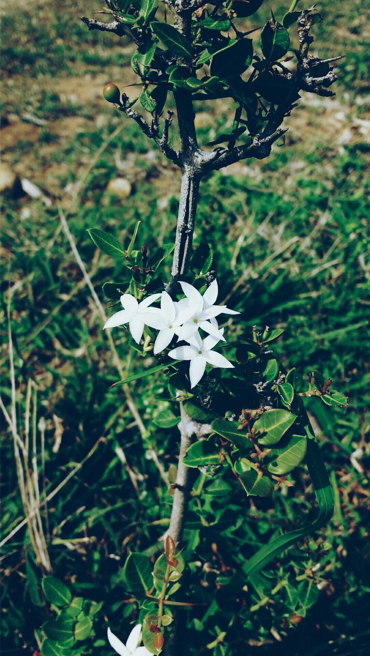 White Flower