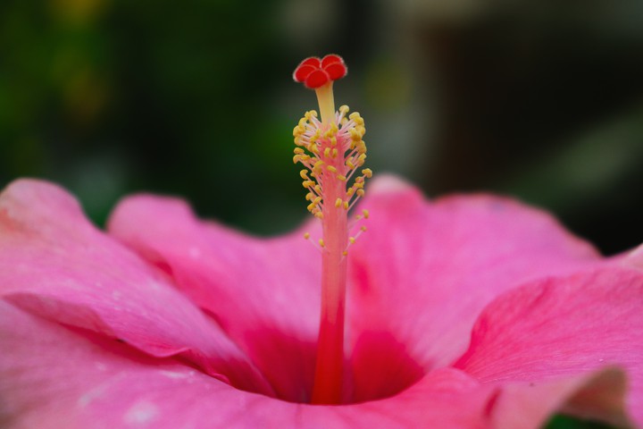 Hibiscus