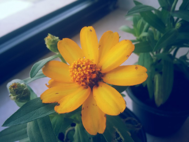 #rose  #yellow