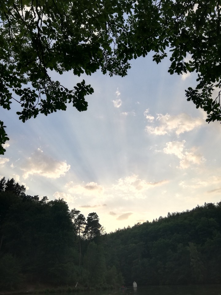 sky in the wood