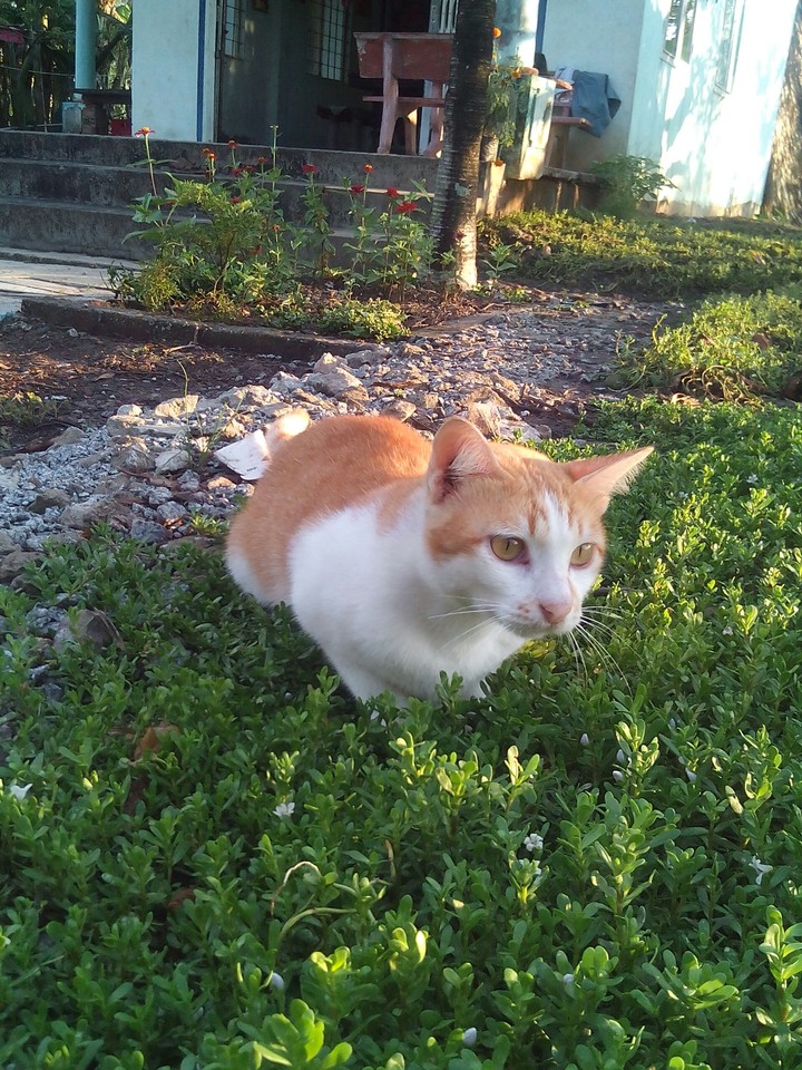 cat