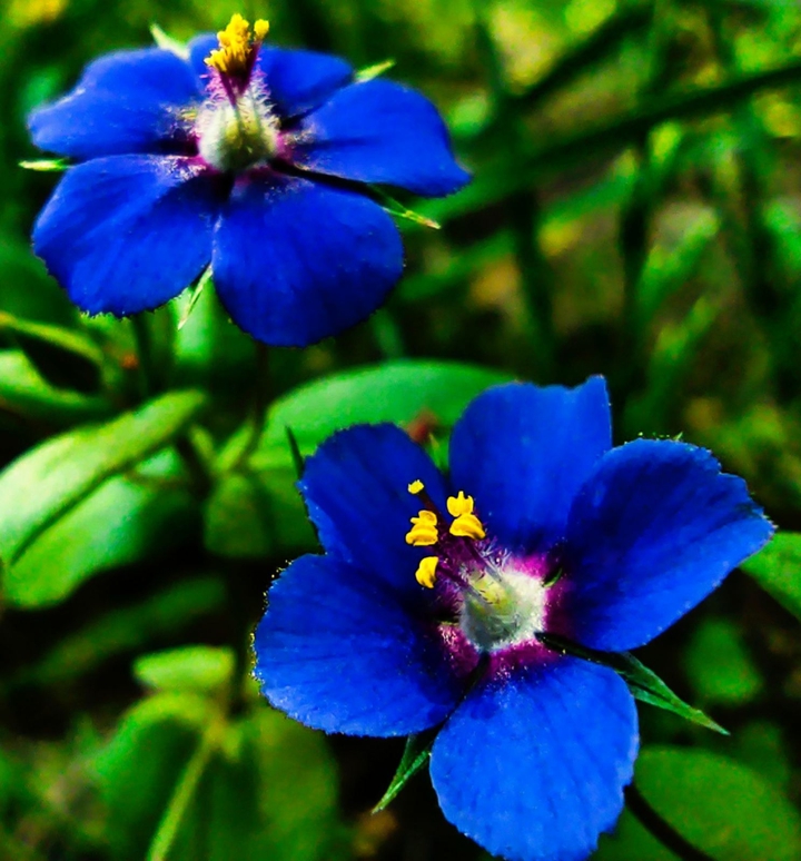 Blue