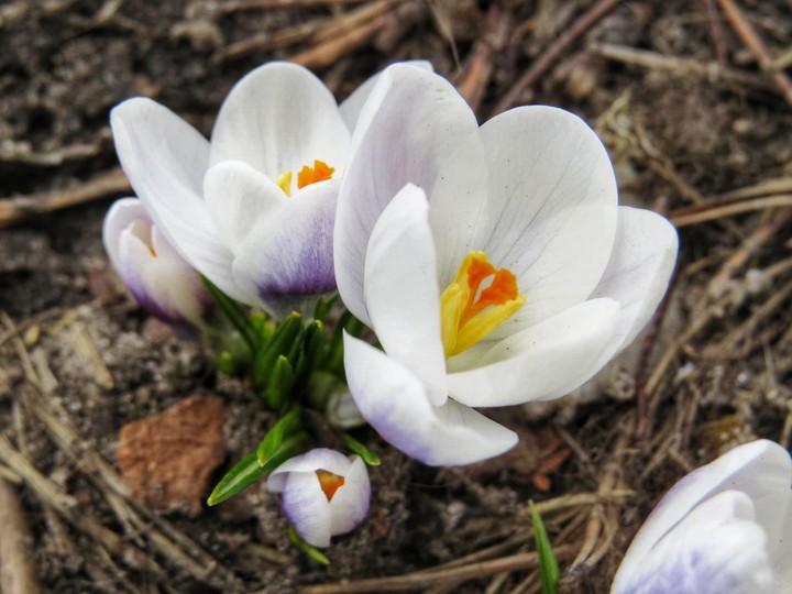 crocus