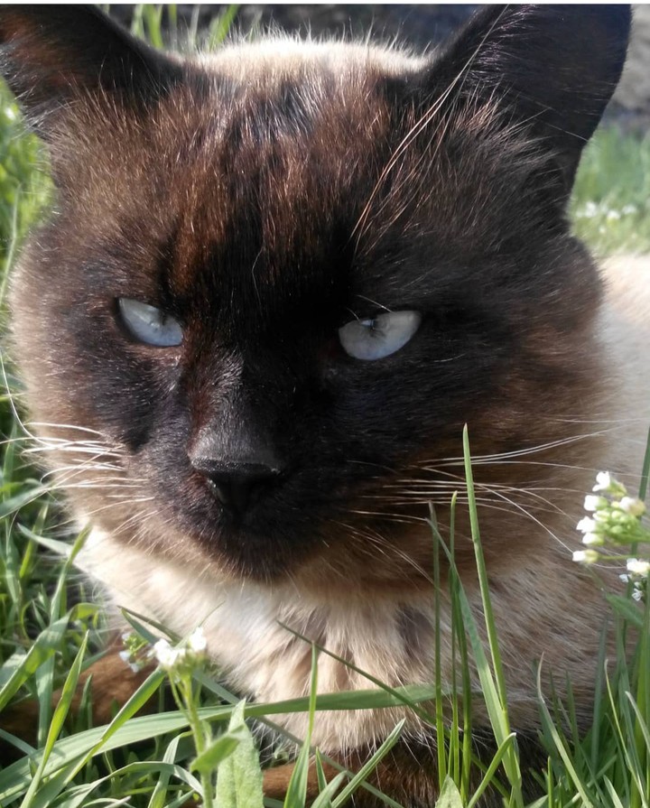 кошка
