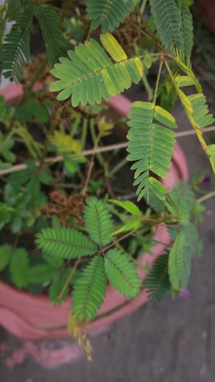 touch me not plant