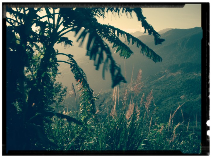Jungle