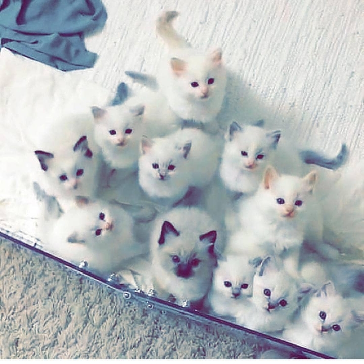 Cats