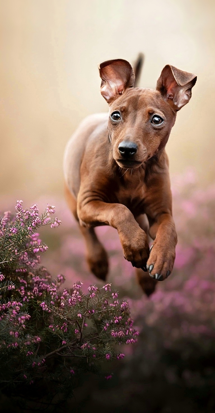 Puppy