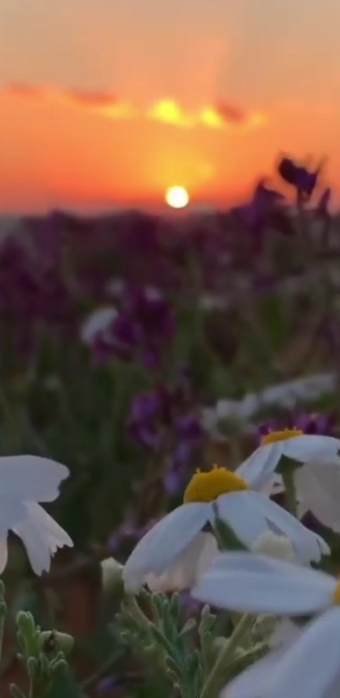 اشقير