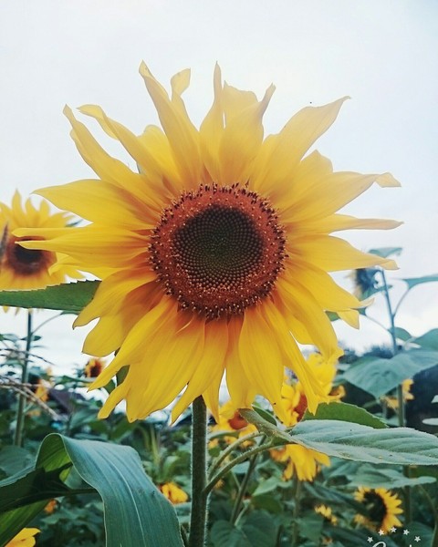 sfondi plant, sunflower