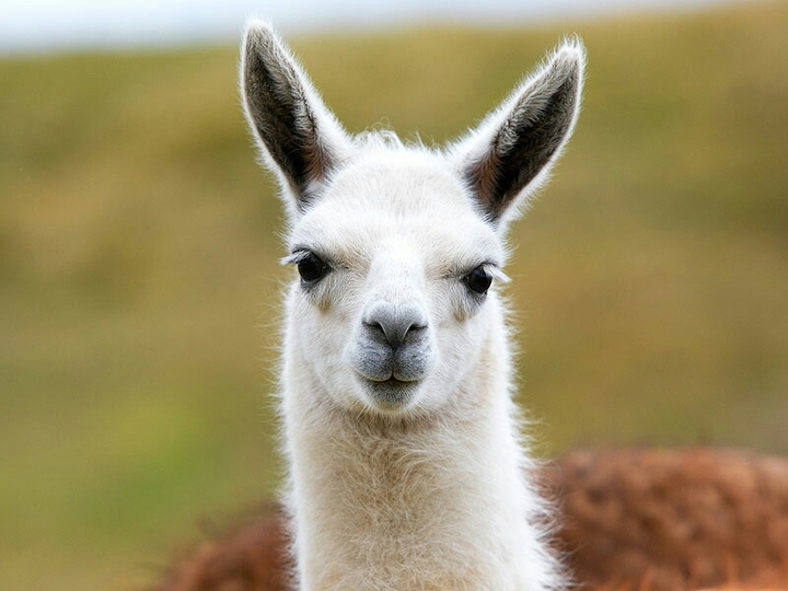 Llama's ponit of view