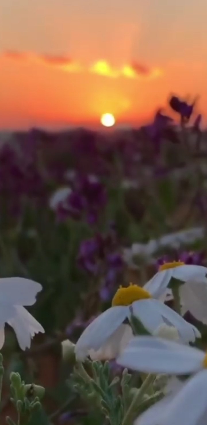اشقير