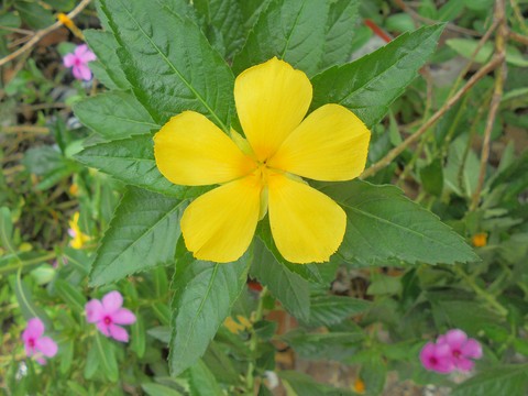 plant, wildflower wallpapers