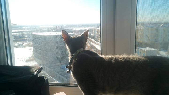 my cat