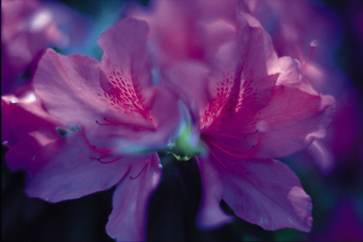 Beautiful Flowers