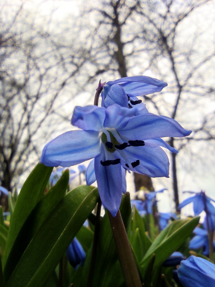 flower