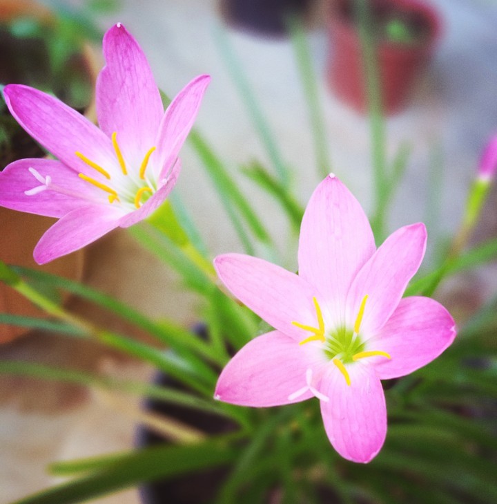 lilly