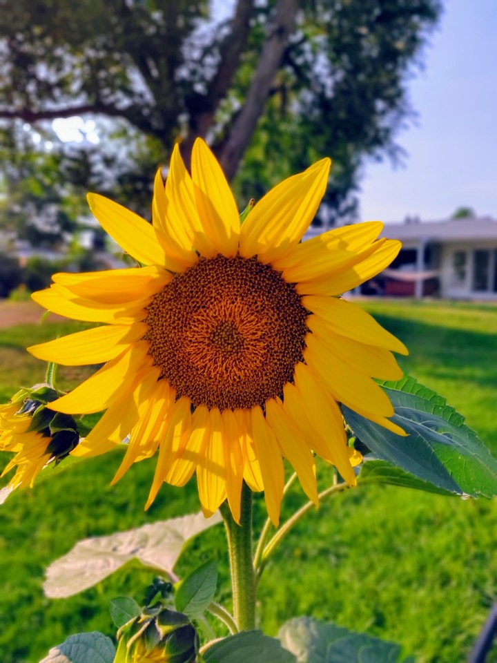 flower