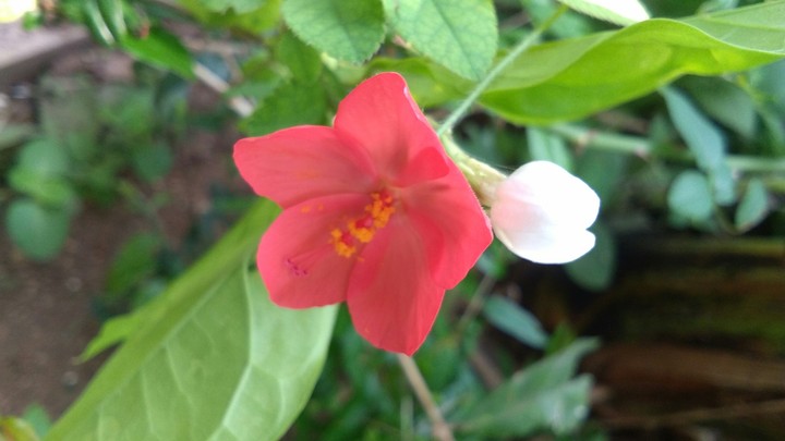 flowers