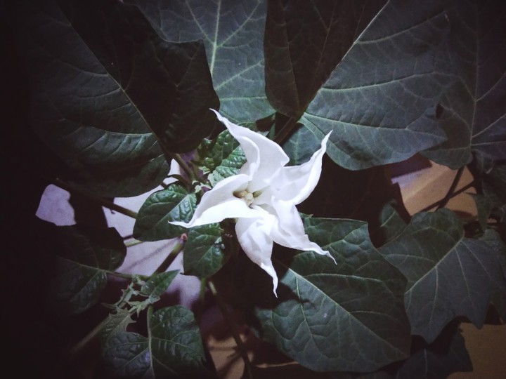 Datura flower is  blooming