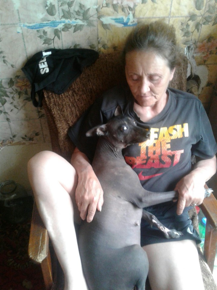 любимцы