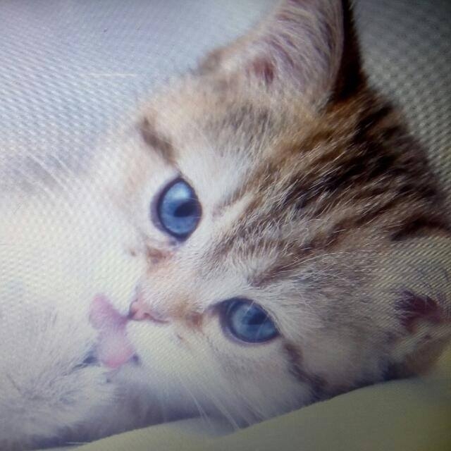 Котёнок ЯЗЯЧОК