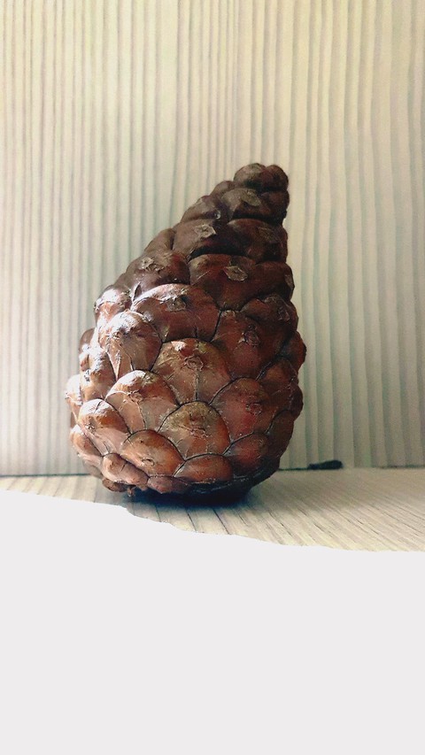 pine in home
