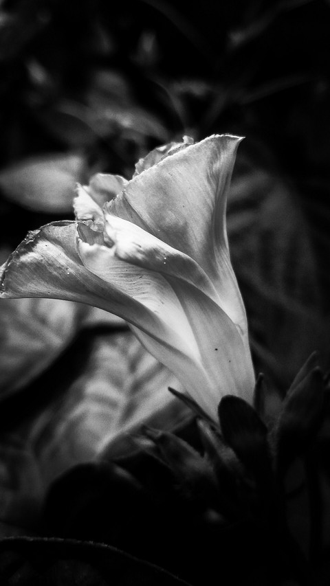 sfondi plant, flower
