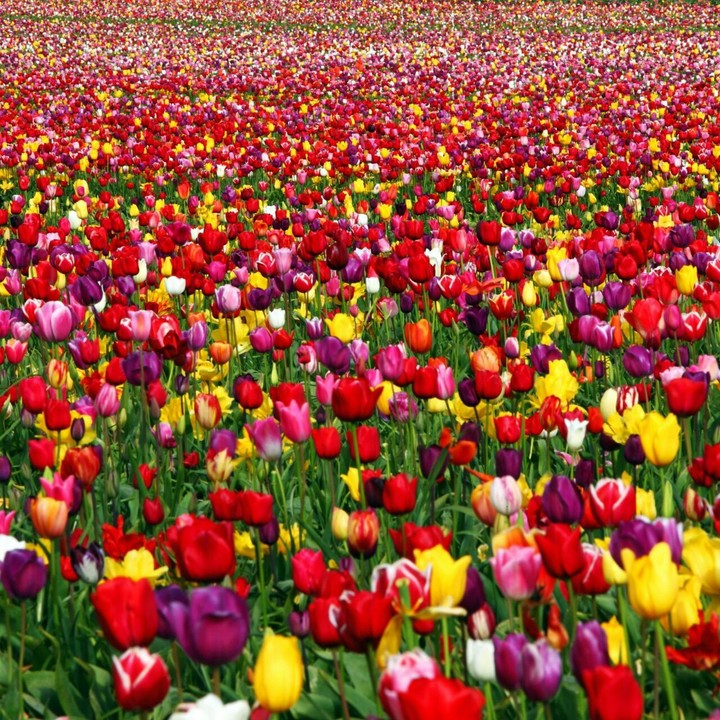 I Fiori nei campi