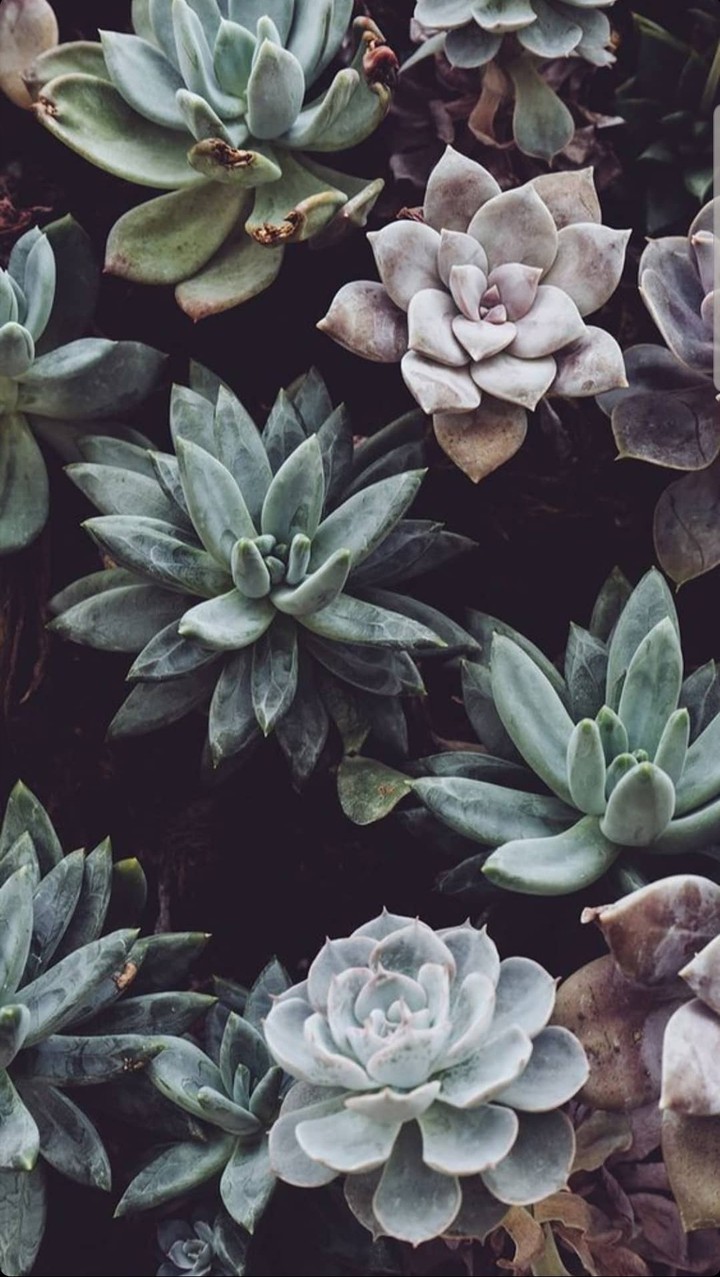Plants, Pflanzen, Blumen, Flowers