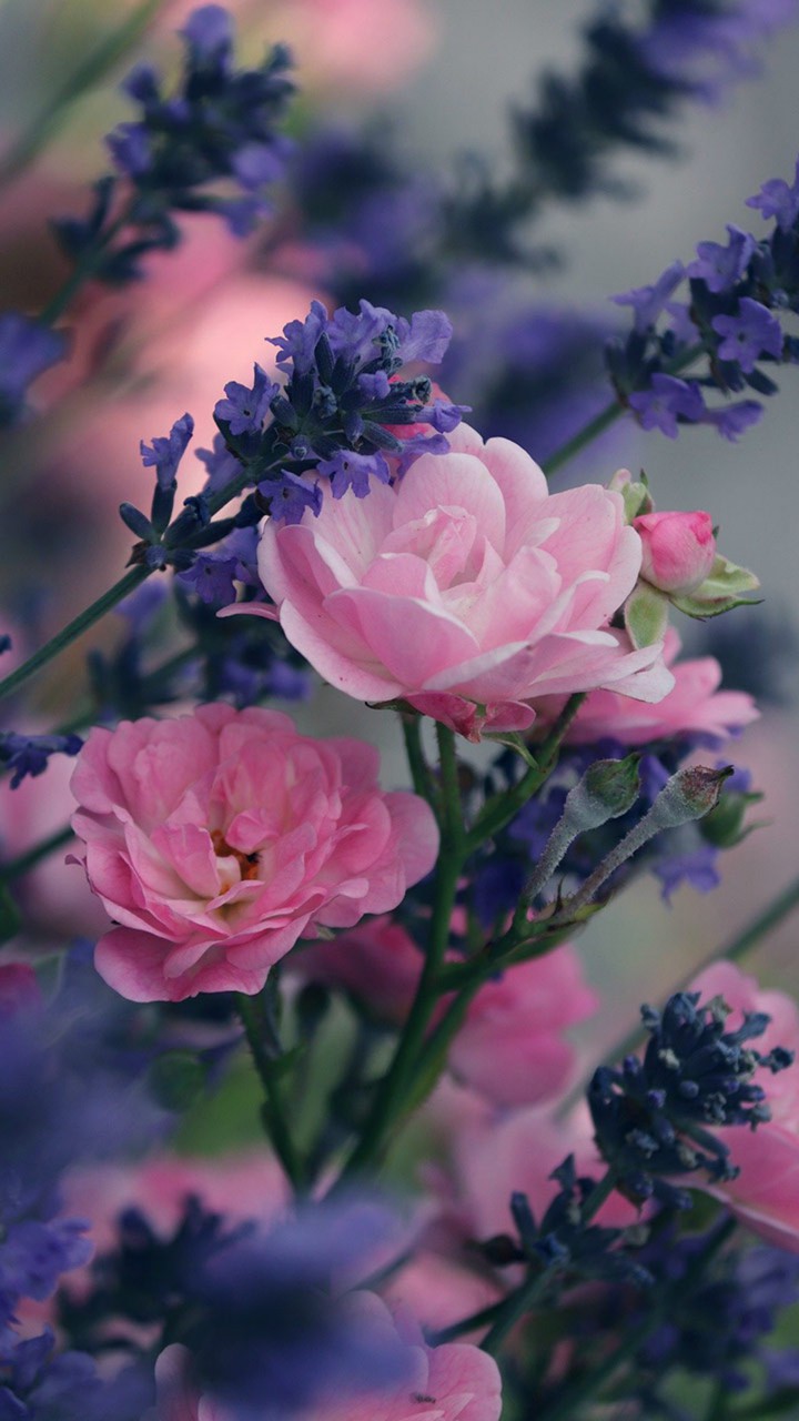 roses