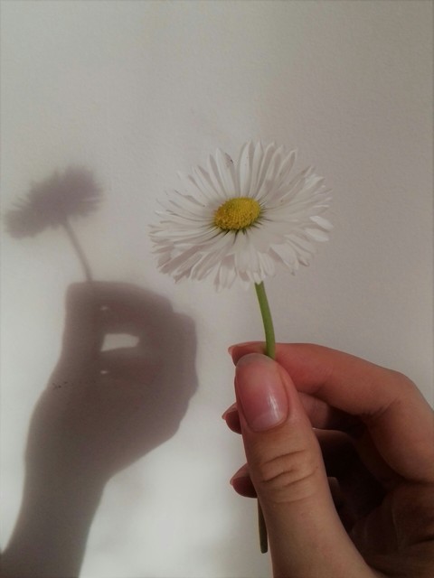 Daisy♡