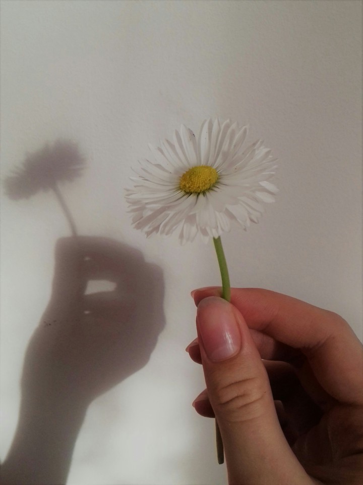 Daisy♡
