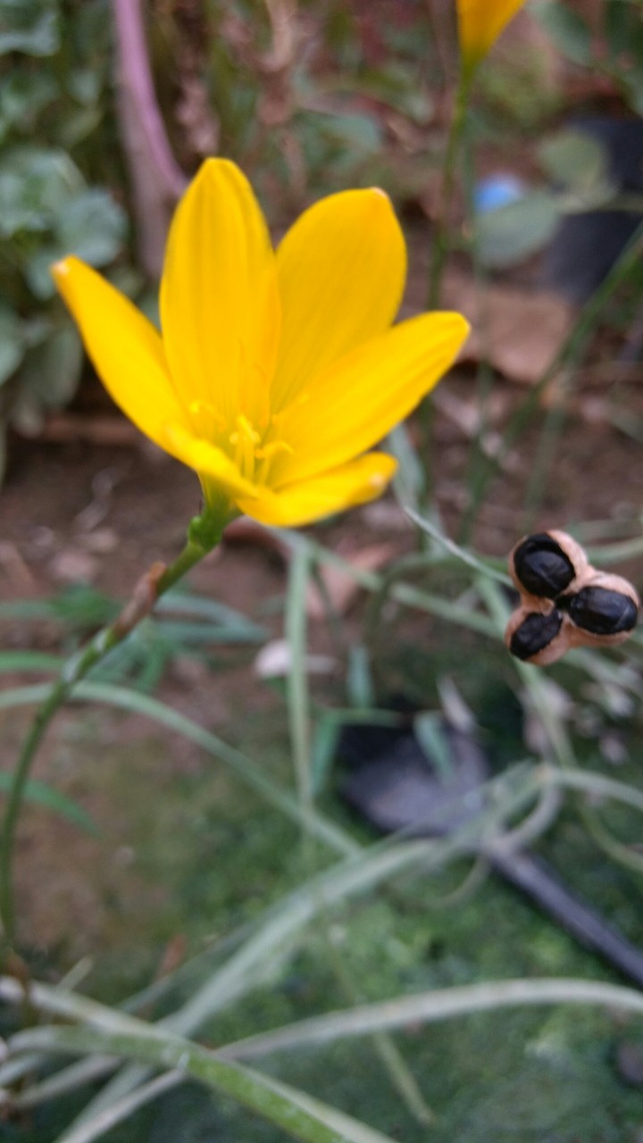 yellow flower