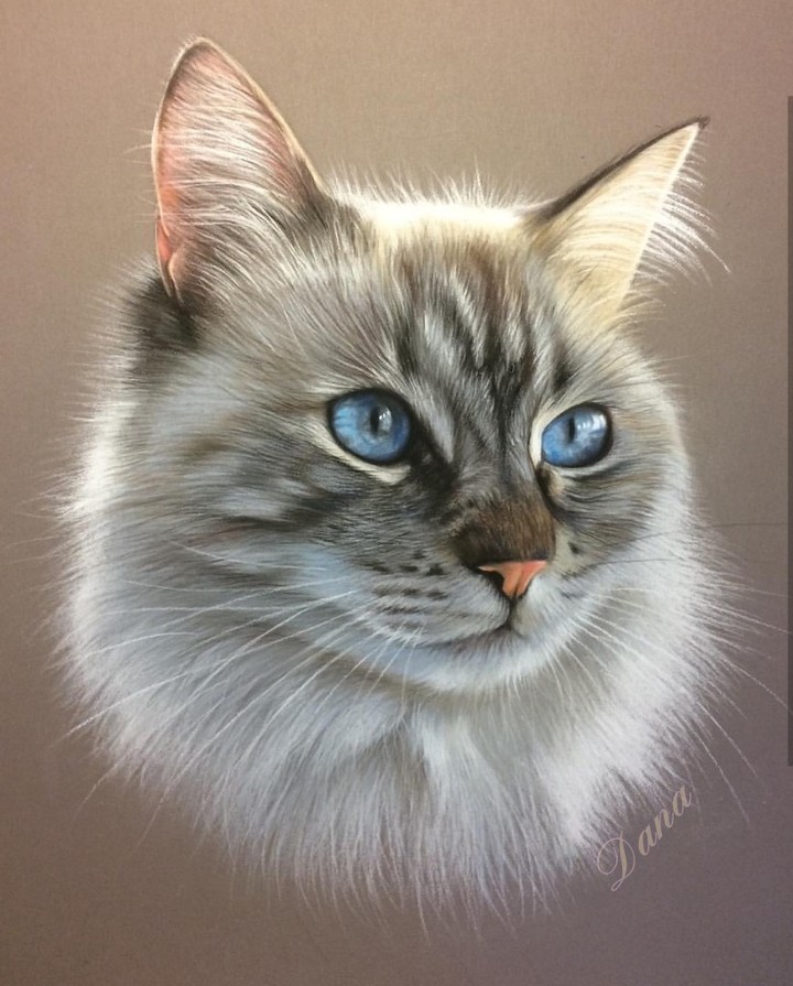 Paintings.. cat
