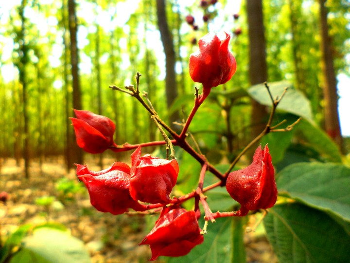 A different type of flower.