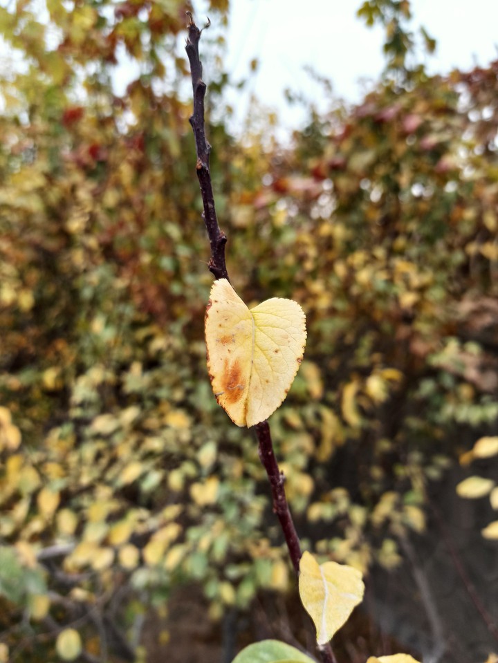 autumn
