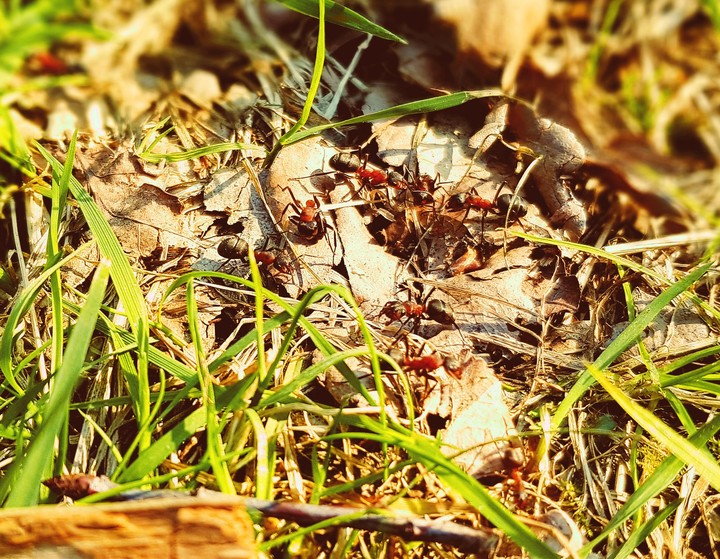 Animal/Nature